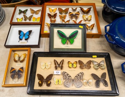 Mounted tropical butterflies in display cases