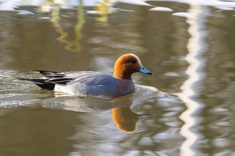 A wigeon (anas penelope), drake, swimming on a calm lake, the water reflecting its image, Hesse,