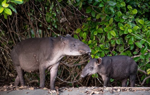 Baird's tapir (Tapirus bairdii), mother and young, looking into the camera, in the rainforest,