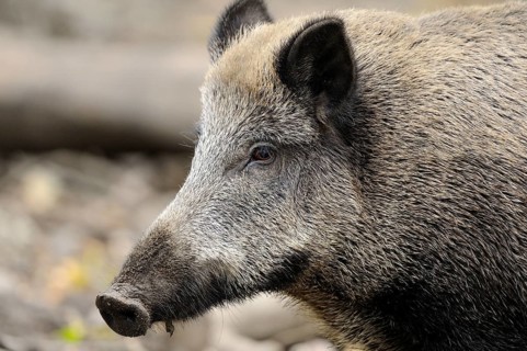 Close-up of a wild boar showing its distinctive facial features, wild boar (Sus scrofa), Hesse