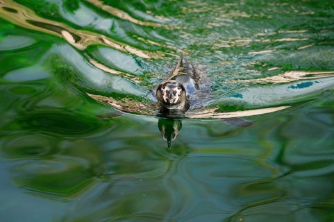 A penguin swimming on green water with movement and reflection in the surface, Humboldt Penguin
