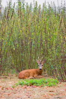 A roe buck (Capreolus capreolus) rests in nettle thicket