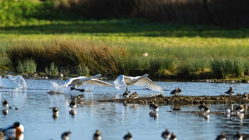 Tundra Swan, Bewick's Swan, Cygnus columbianus in flight at winter in Slimbridge, England, United