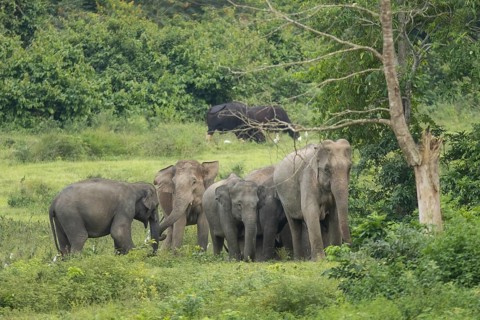Indian elephants (Elephas maximus indicus), Khiri Khan, Hua Hin, Kui Buri National Park, Thailand,