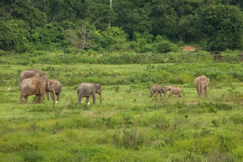 Indian elephants (Elephas maximus indicus) and gaur (Bos gaurus), Khiri Khan, Hua Hin, Kui Buri