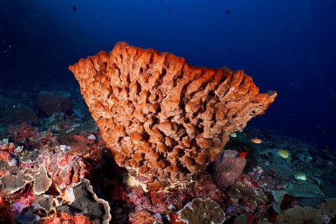 Barrel sponge, barrel sponge (Xestospongia testudinaria) in clear blue water, surrounded by diverse