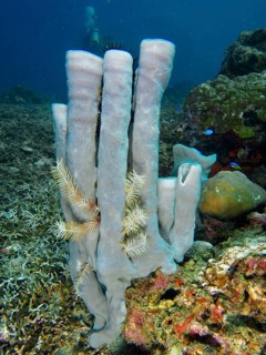 Towering pale purple big tube sponge (Haliclona (Reniera) fascigera) in the underwater landscape,