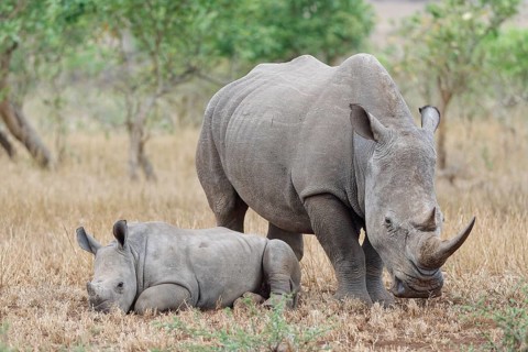 Southern white rhinoceros (Ceratotherium simum simum), adult female standing with resting young, in