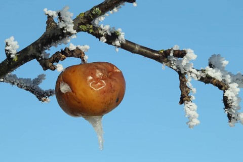 Apple in hoarfrost, Allgäu, Bavaria, Germany, Allgäu, Bavaria, Germany, Europe