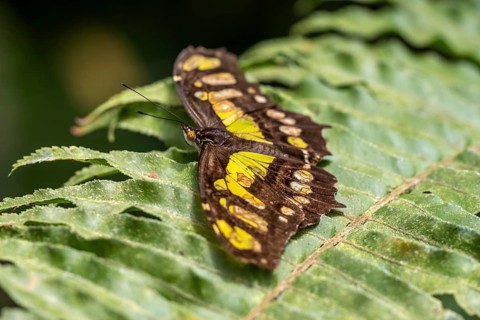 Malachite butterfly (Siproeta stelenes) (Metamorpha stelenes), butterfly sitting on a leaf,