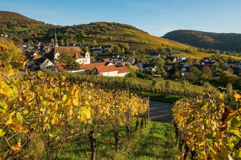 Hilly landscape and village with vineyards in autumn, Ebringen, near Freiburg im Breisgau,