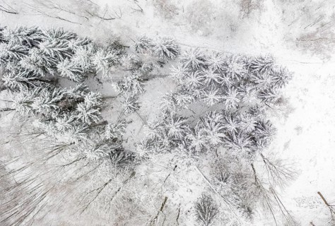 Vertical aerial view of a forest with snow-covered conifers, Central Saxony, Germany, Europe