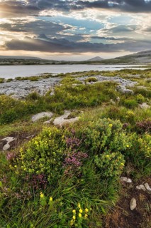 Blossoming karst landscape, lake on the horizon, evening sky, Burren National Park, County Clare,