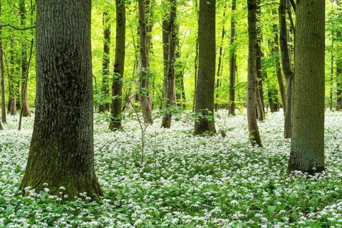 Bright forest with deciduous trees and white flowering wild garlic (Allium ursinum) . No sky.