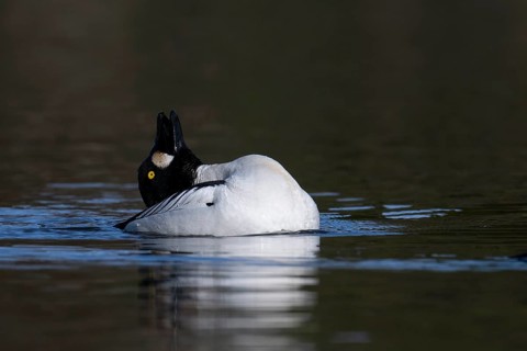 Common goldeneye (Bucephala clangula), Sweden, Europe