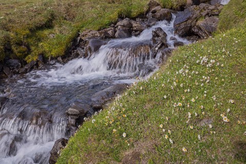 Blooming flowers below the waterfall. Hengifoss waterfall is located in Hengifossá in
