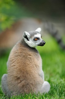 A lemur sits in the grass and turns its head to the side, attentively observing, Ring-tailed Lemur