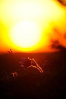 Small flower in silhouette against the setting sun, with intense play of light, Pasque flower