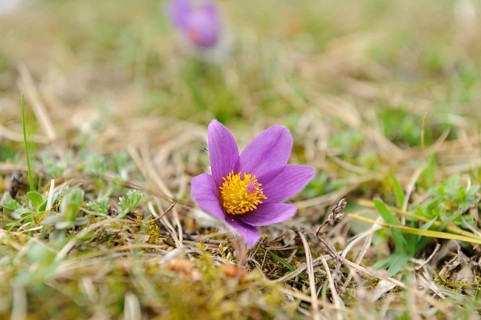 Small purple pasque flower with yellow centre in a grassy landscape, Pasque flower (Pulsatilla