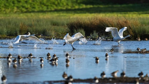 Tundra Swan, Bewick's Swan, Cygnus columbianus in flight at winter in Slimbridge, England, United