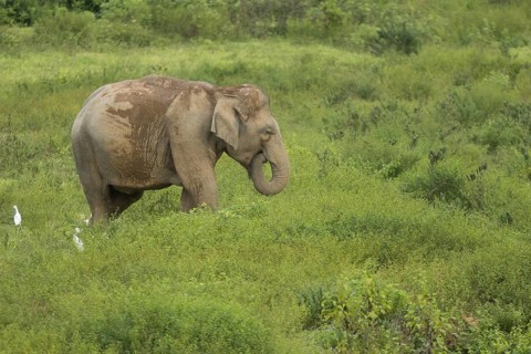 Indian elephants (Elephas maximus indicus), Khiri Khan, Hua Hin, Kui Buri National Park, Thailand,