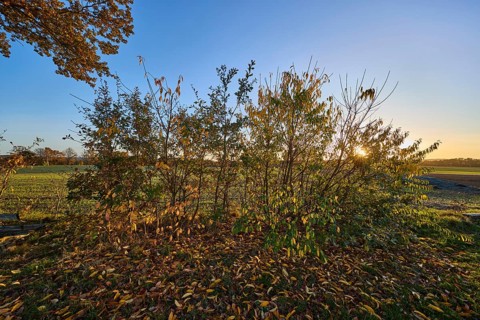 Landscape, bushes, field, autumn leaves, sunset, backlight of the sun, blue cloudless sky, Hanstedt