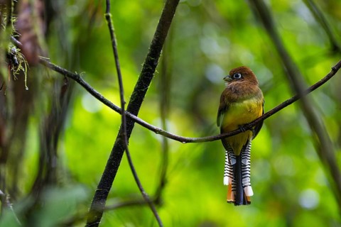 Black-throated Trogon (Trogon rufus), Trogons (Trogonidae), Sierpe, Puentarenas, Costa Rica,