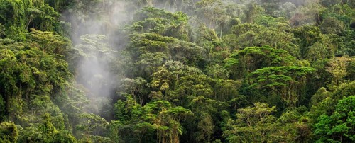 Fog drifts through the rainforest, treetops in the dense forest, mountain rainforest, Alajuela