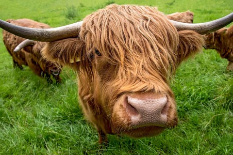 Highland cattle, Highland Cattle or Kyloe (Bos primigenius f. taurus), cow, shaggy coat covers