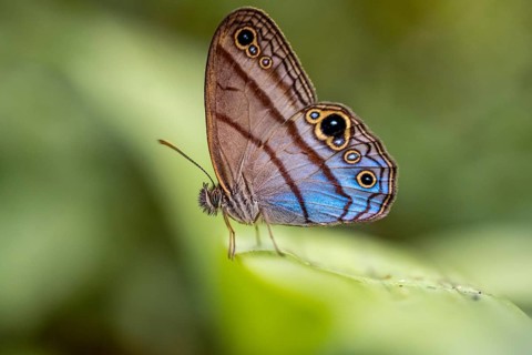 Westwood's satyr (Euptychia westwoodi) butterfly sitting on a leaf, Corcovado National Park, Osa