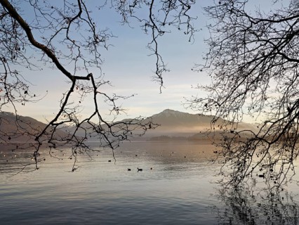 Evening mood at Lake Zug with a tree in the foreground, the snow-covered Rigi in the background,