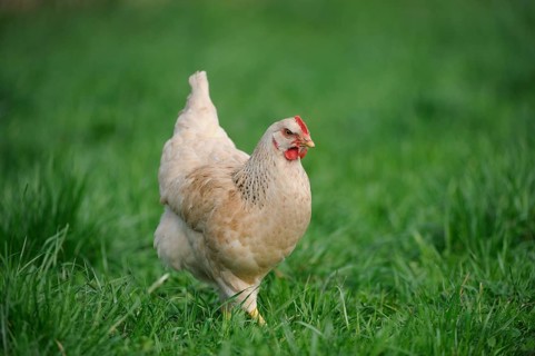 A light brown chicken stands on a green meadow, domestic fowl (Gallus gallus domesticus), Franconia