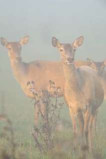 Several hinds standing in a foggy field, creating a melancholic mood, Red deer (Cervus elaphus),