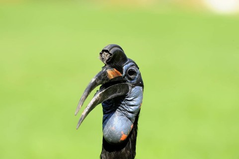 Great hornbill with black and blue plumage against a green background, blue-faced hornbill