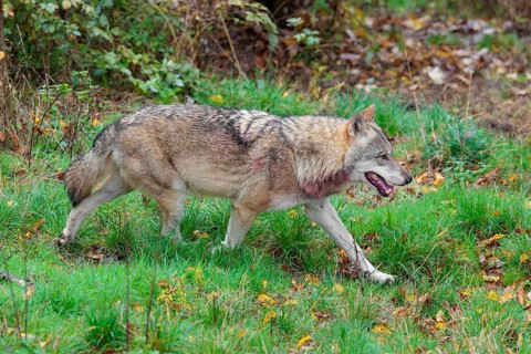 An adult male grey wolf (Canis lupus lupus) runs across a leaf covered meadow at the edge of the