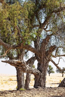 Trees with gnarled bark in a sandy plain of the Rub al Khali desert, Dhofar province, Arabian