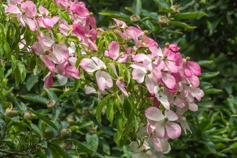 Flowering dogwood (Cornus), Münsterland, North Rhine-Westphalia, Germany, Europe