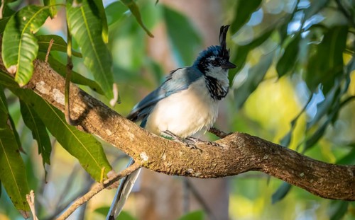 White-throated Magpie-Jay(Cyanocorax formosus) on branch, Costa Rica, Central America