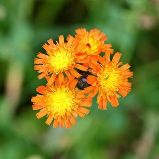 Orange hawkweed, orange-red hawkweed (Hieracium aurantiacum), flower on a rough meadow, close-up,