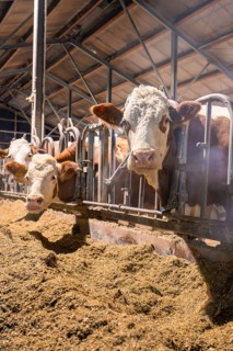 Several brown and white cows standing behind bars in a barn and eating hay, Haselstaller Hof,