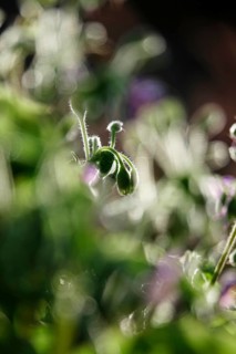 Upright widow's tear, September, Germany, Europe