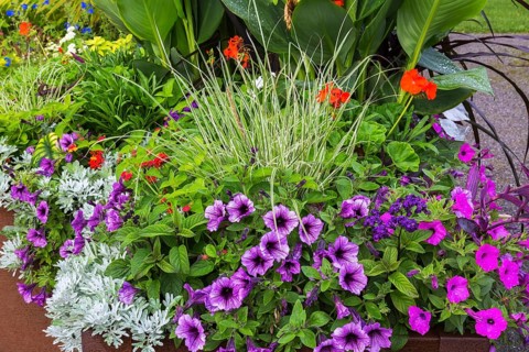 Mixed plants including purple, pink Petunias, Artemisia, Mugwort, red Pelargonium, Geranium flowers