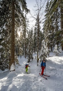 Two ski tourers in a snowy forest, ascent to Simetsberg, Estergebirge, Bavarian Prealps, Bavaria