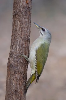 Grey-headed Woodpecker (Picus canus), Bitburg, Rhineland-Palatinate, Germany, Europe