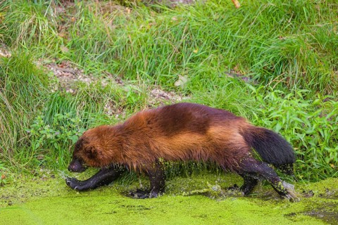 A wolverine, (Gulo gulo), stands in the water of a small pond, covered with duckweed
