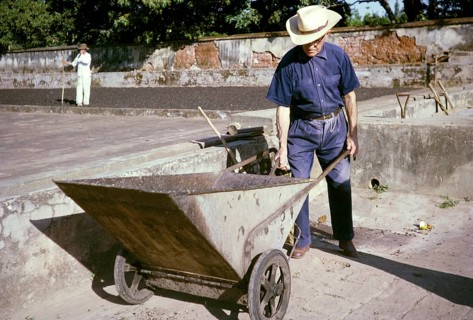 Farmer with a large metal wheelbarrow harvesting coffee on the farm, Fazenda Sant' Anna, Campinas,