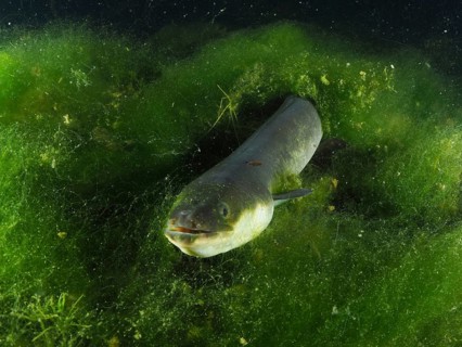 A European eel (Anguilla anguilla) swimming through green algae at night, dive site Zollbrücke,