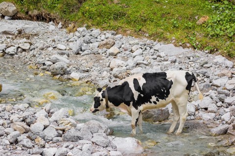 A Holstein Friesian cattle standing in a creek, drinking. Eng valley, Austria, Europe