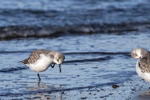 Sanderling (Calidris alba) in non-breeding plumage scratching head with leg on the beach along the