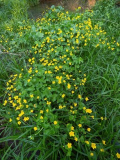 Marsh-marigold or kingcup (Caltha palustris), flowering on marshy ground, Hesse, Germany, Europe